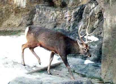 動物図鑑・エゾシカ